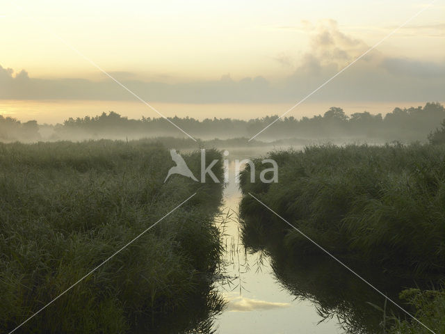 Common Reed (Phragmites australis)