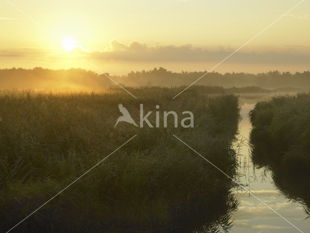 Common Reed (Phragmites australis)