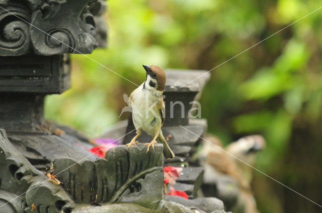 Eurasian Tree Sparrow (Passer montanus)