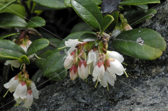 Bog Cranberry