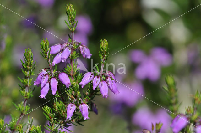 Bell Heather (Erica cinerea)