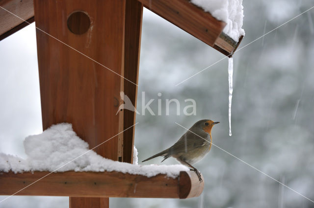 European Robin (Erithacus rubecula)