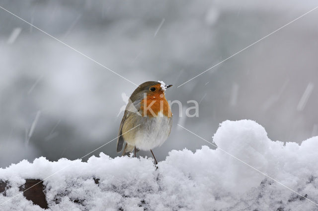 European Robin (Erithacus rubecula)