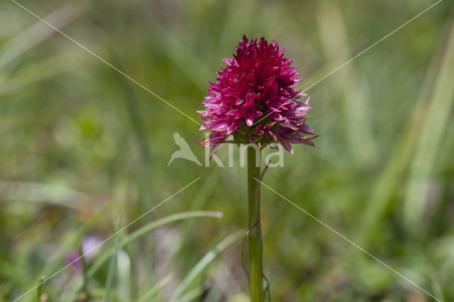 Roze vanilleorchis (Gymnadenia corneliana bournerasii)