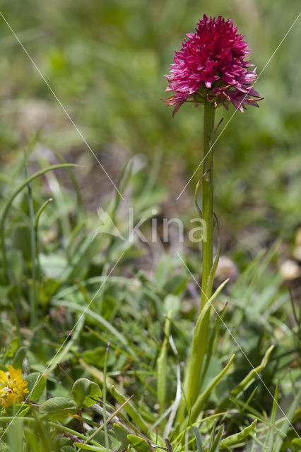 Roze vanilleorchis (Gymnadenia corneliana bournerasii)