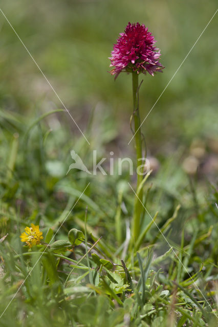 Roze vanilleorchis (Gymnadenia corneliana bournerasii)