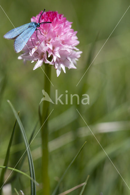 Roze vanilleorchis (Gymnadenia corneliana bournerasii)