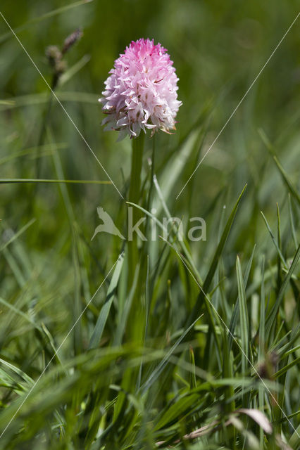 Gymnadenia corneliana bournerasii