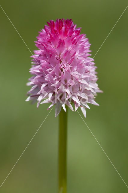 Roze vanilleorchis (Gymnadenia corneliana bournerasii)