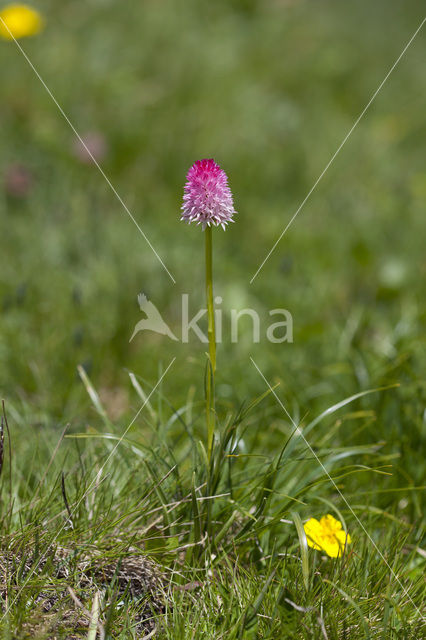 Roze vanilleorchis (Gymnadenia corneliana bournerasii)