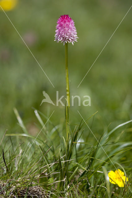 Roze vanilleorchis (Gymnadenia corneliana bournerasii)