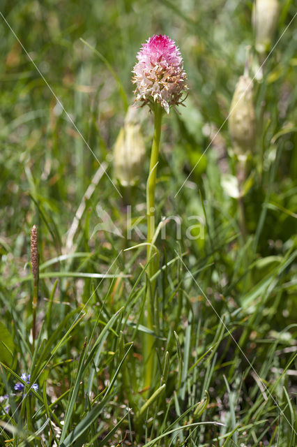 Roze vanilleorchis (Gymnadenia corneliana bournerasii)