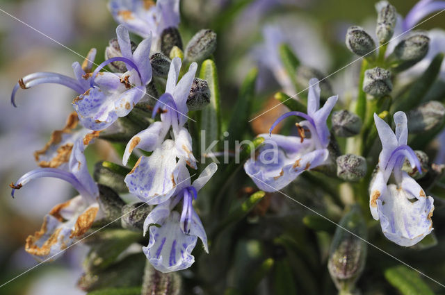 Rozemarijn (Rosmarinus officinalis)