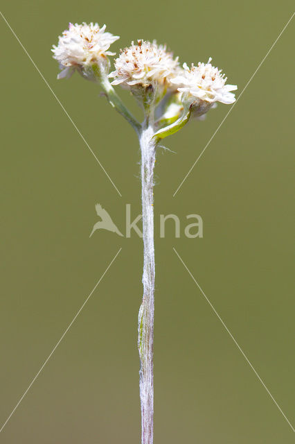 Mountain Everlasting