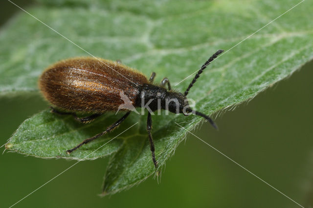 Darkling beetle (Lagria hirta)