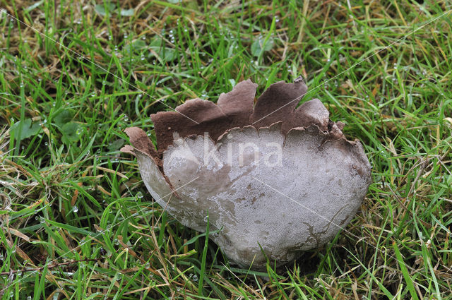 Ruitjesbovist (Calvatia utriformis)