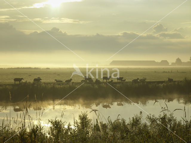 Sheep (Ovis domesticus)