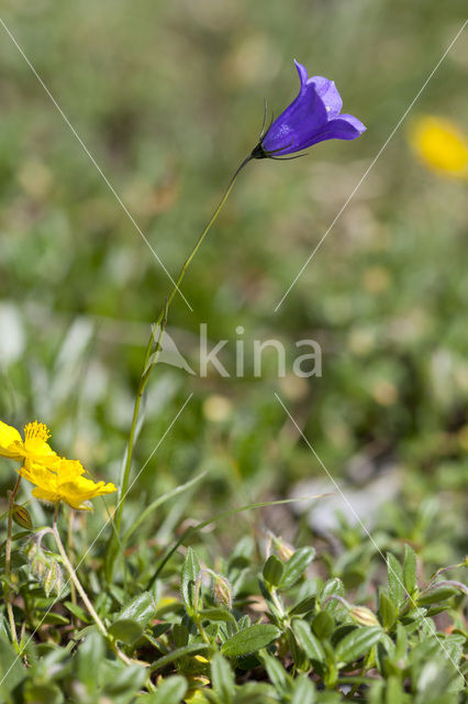 Scheuchters klokje (Campanula scheuchzeri)