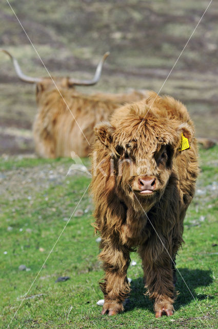 Highland Cow (Bos domesticus)