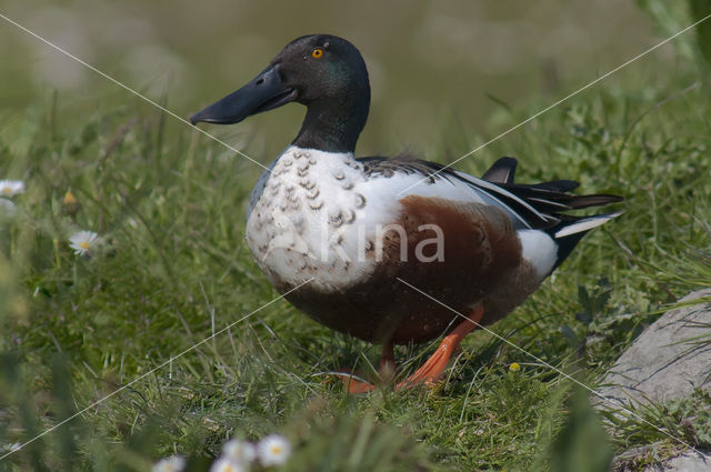 Slobeend (Anas clypeata)