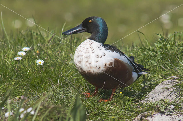 Slobeend (Anas clypeata)