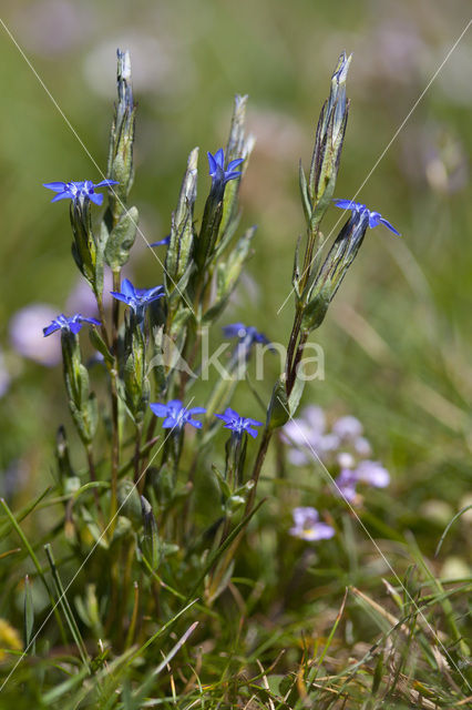 snow gentian (Gentiana nivalis)