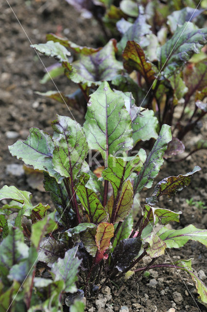 Beet (Beta vulgaris)