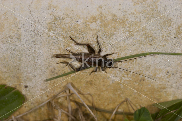 Southern Cricket (Eumodicogryllus bordigalensis)