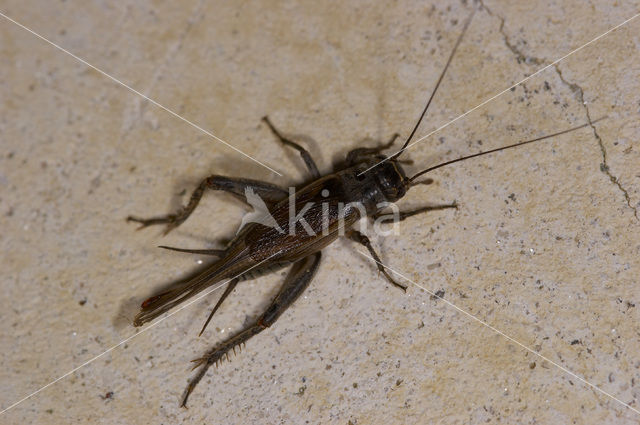 Southern Cricket (Eumodicogryllus bordigalensis)