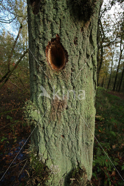 Woodpecker