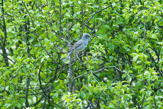 Barred Warbler (Sylvia nisoria)