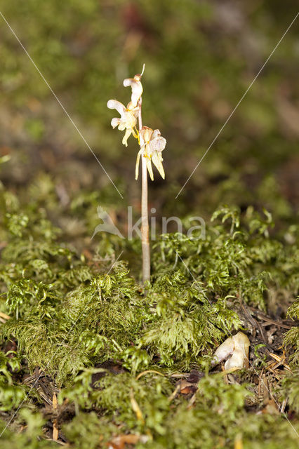 Spookorchis (Epipogium aphyllum)
