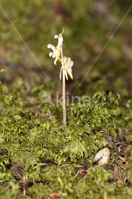 Spookorchis (Epipogium aphyllum)