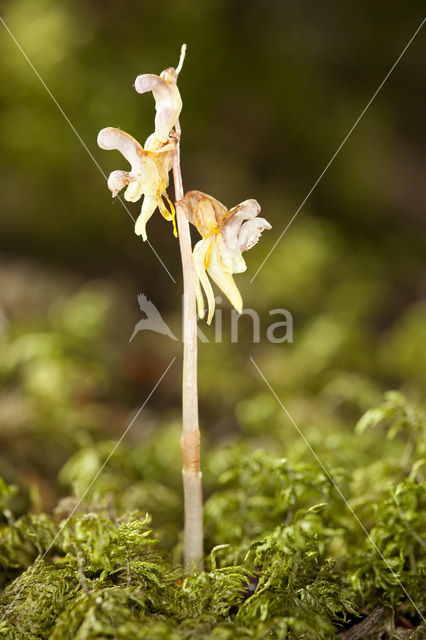 Epipogium aphyllum