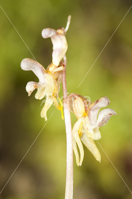 Spookorchis (Epipogium aphyllum)