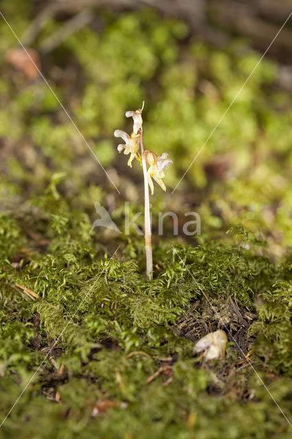 Spookorchis (Epipogium aphyllum)