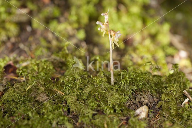 Epipogium aphyllum