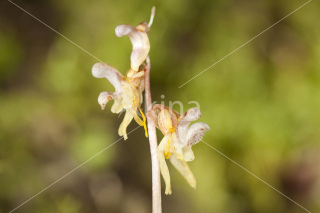 Spookorchis (Epipogium aphyllum)