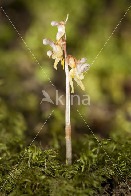 Epipogium aphyllum