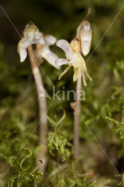 Spookorchis (Epipogium aphyllum)