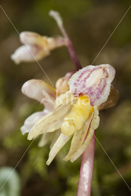 Spookorchis (Epipogium aphyllum)