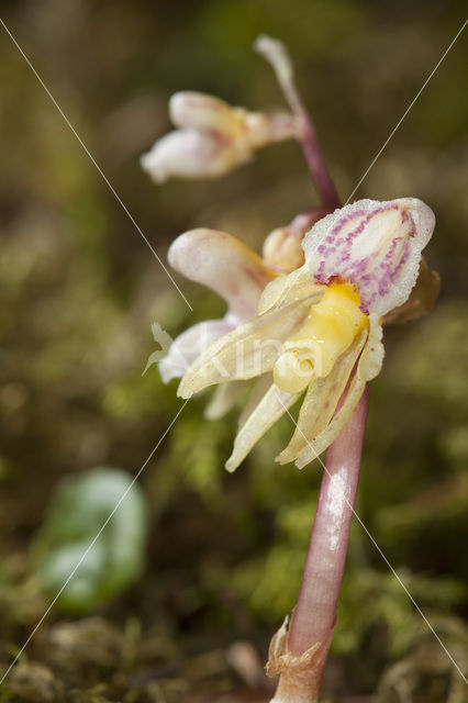 Spookorchis (Epipogium aphyllum)