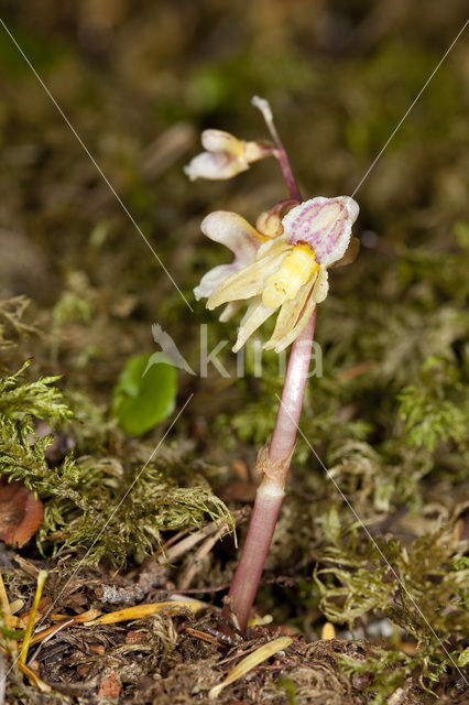 Spookorchis (Epipogium aphyllum)