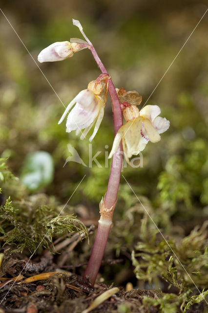 Spookorchis (Epipogium aphyllum)