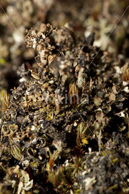 Ladder lichen (Cladonia verticillata)