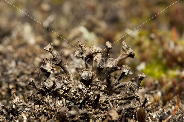 Stuifzandstapelbekertje (Cladonia verticillata)