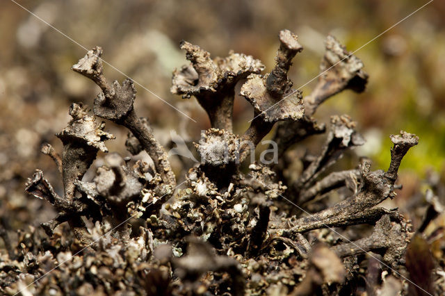 Ladder lichen (Cladonia verticillata)