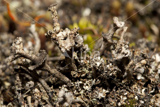 Ladder lichen (Cladonia verticillata)