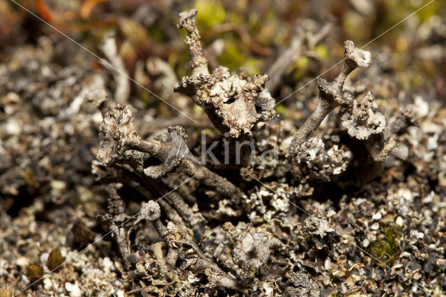 Ladder lichen (Cladonia verticillata)