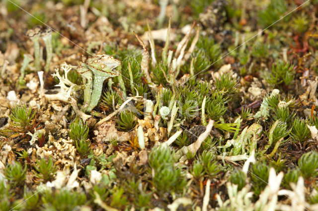 Ladder lichen (Cladonia verticillata)